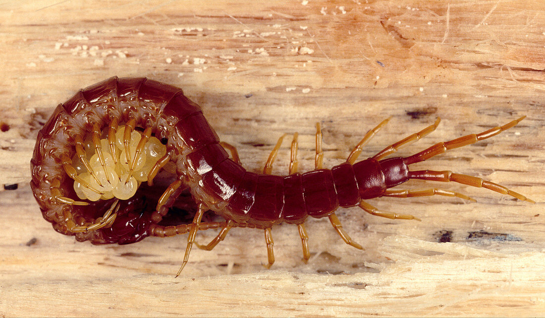Centipede female guarding her eggs