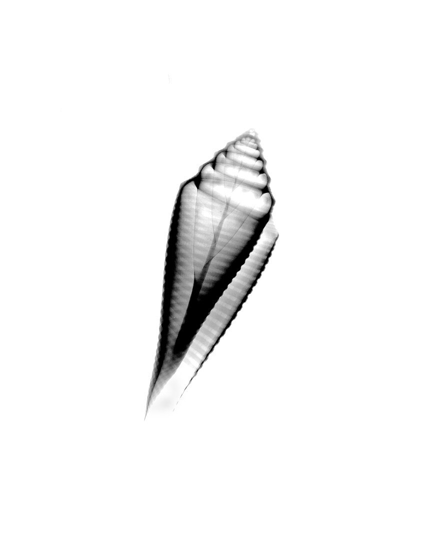 X-ray of Orbignys Cone
