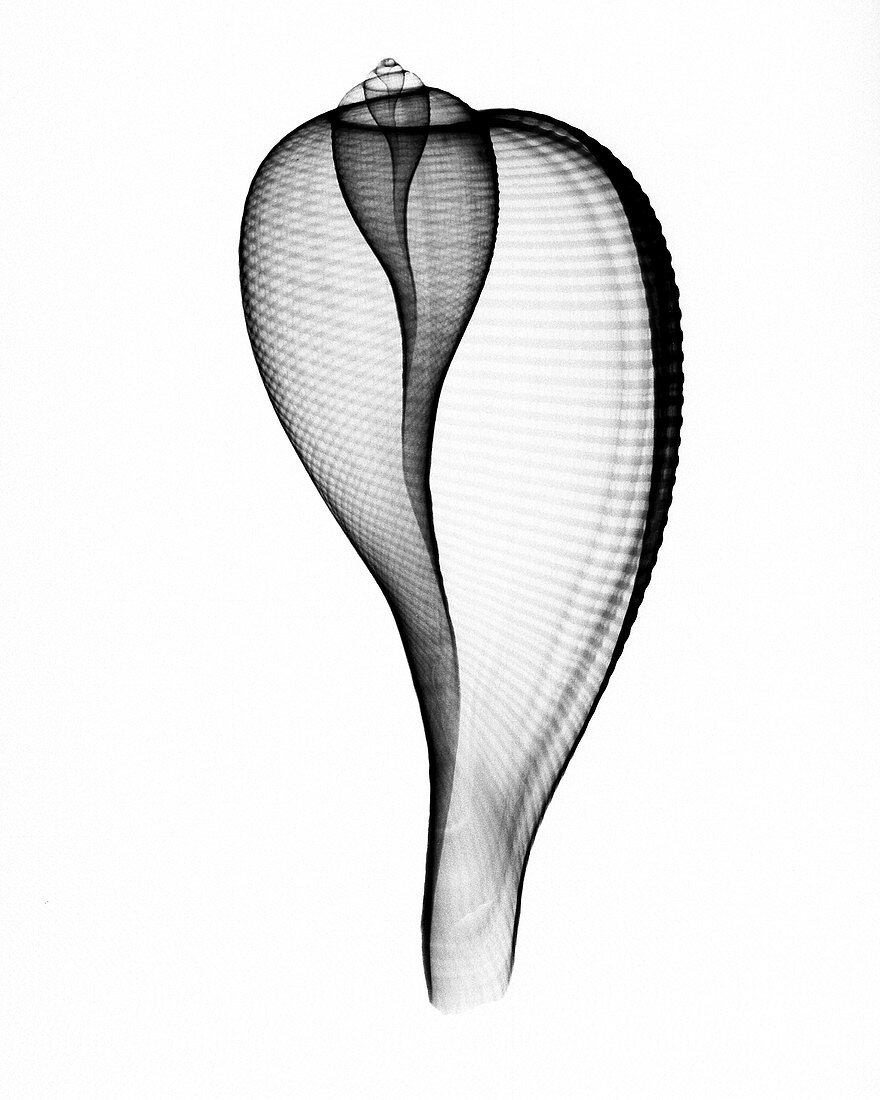 X-ray of Fig Shell