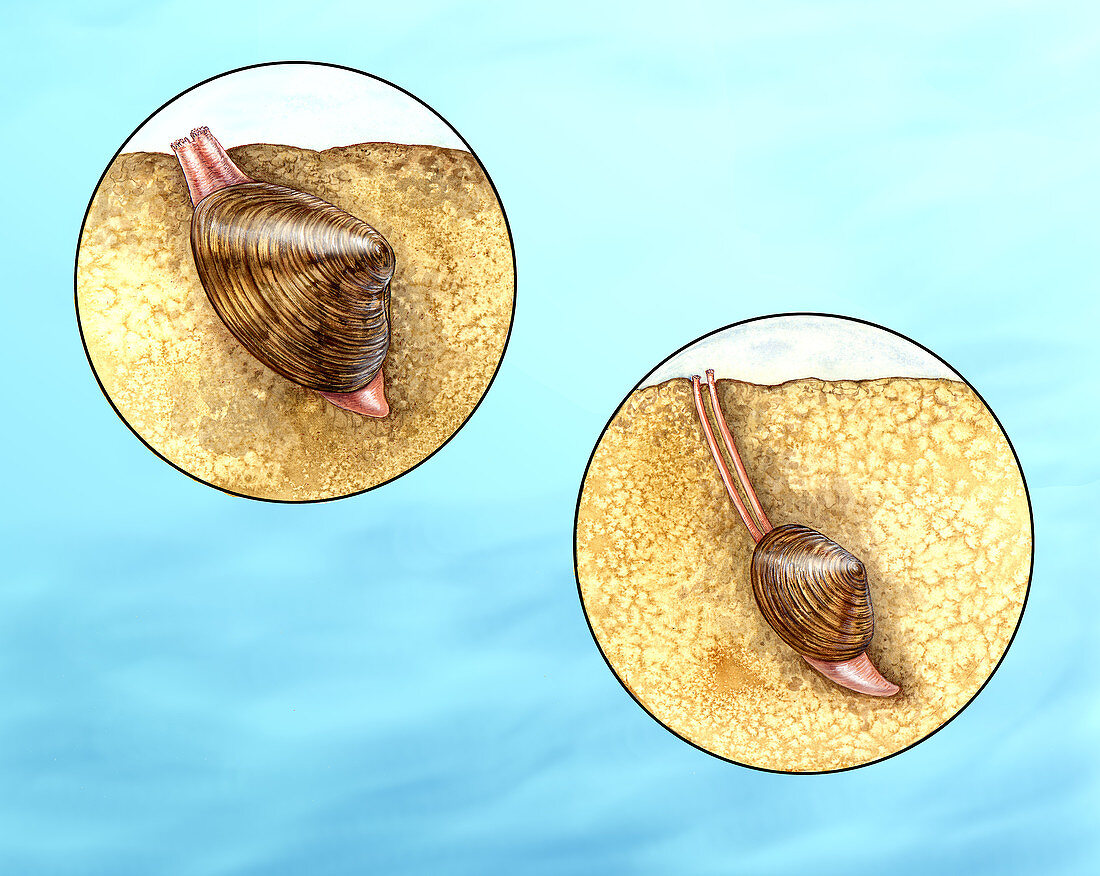 Burrowing clams