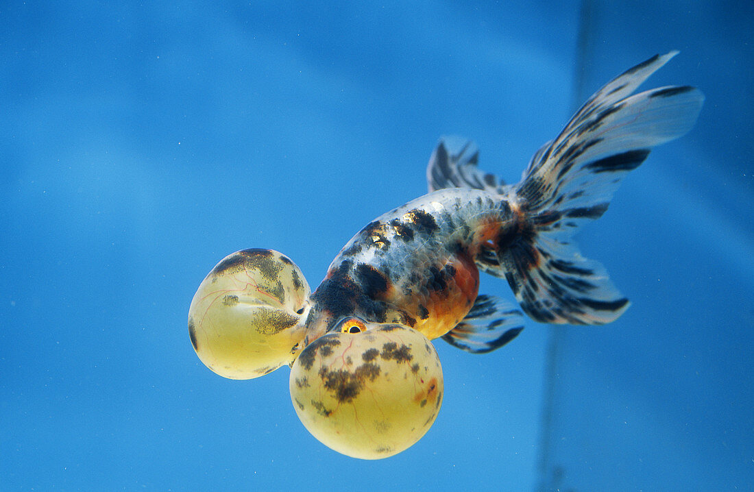 Calico Bubble-eye Goldfish
