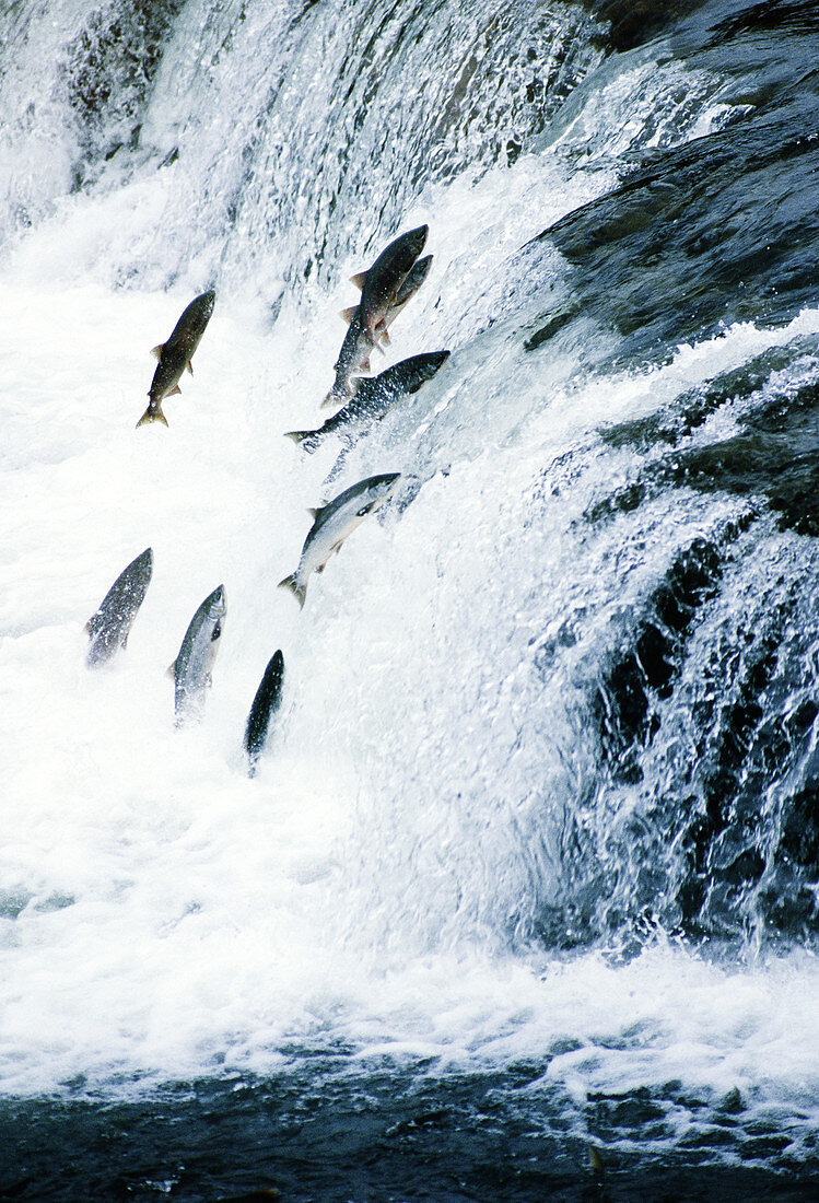 Red Salmon jumping falls