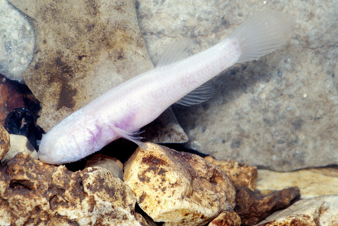Ozark blind cave fish (Amblyopsis rosae)