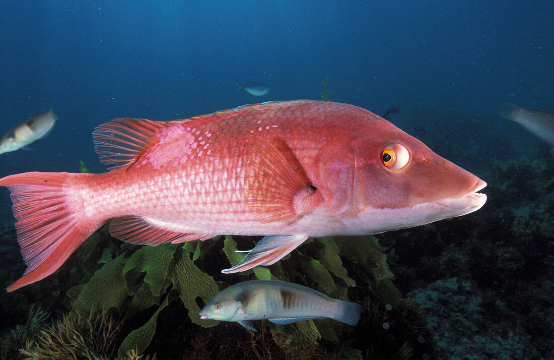 Red Pigfish Supermale
