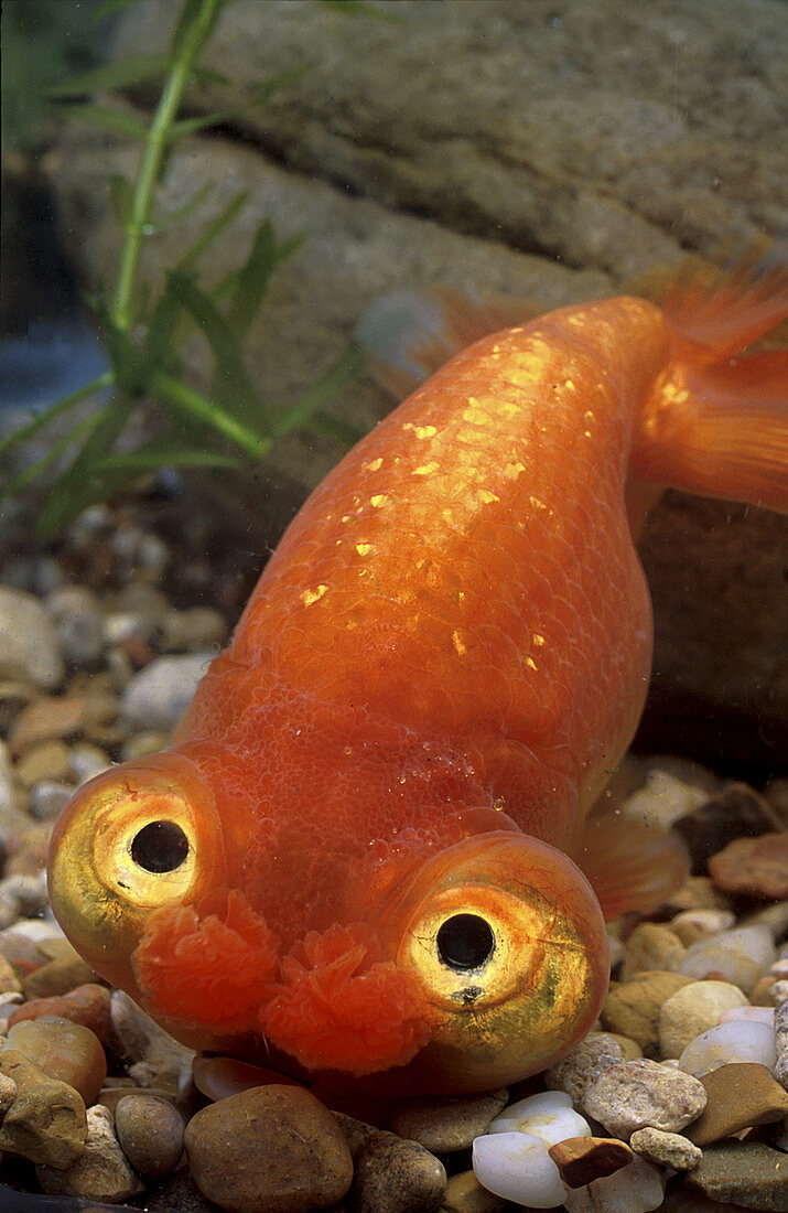 Celestial-eye goldfish with pom-poms