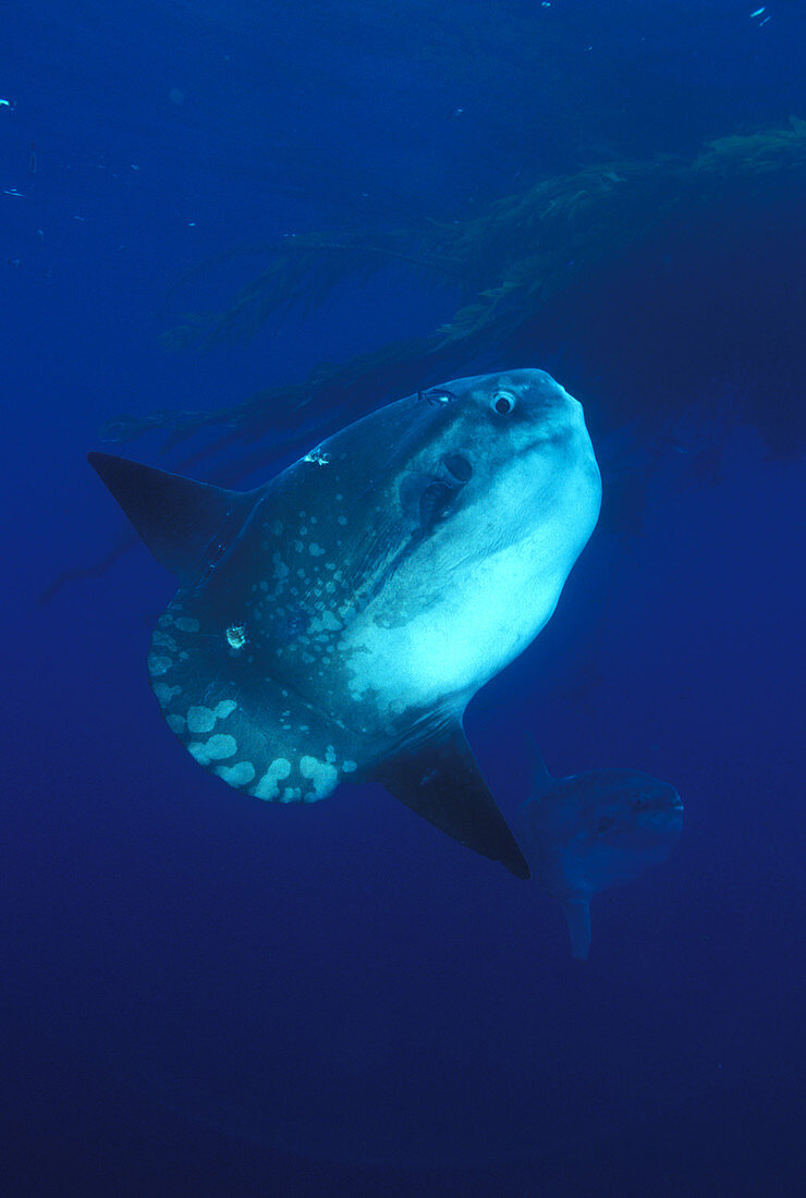 Ocean Sunfish (Mola mola)