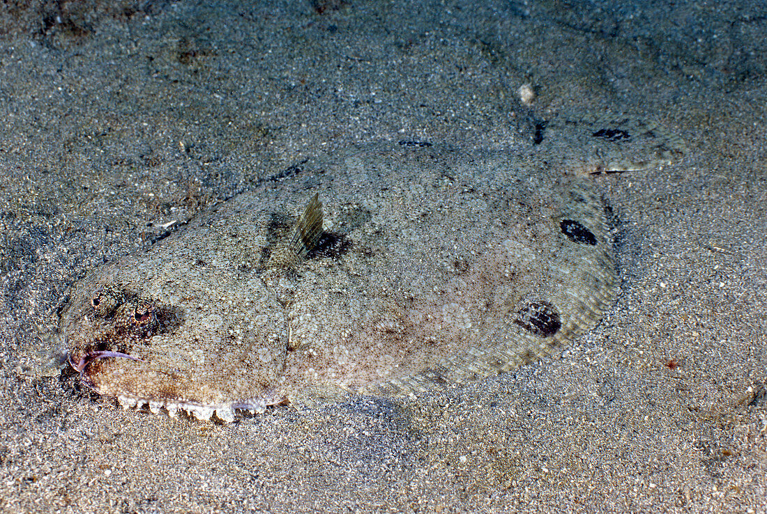 Spotfin Flounder (Cyclopsetta fimbriata)