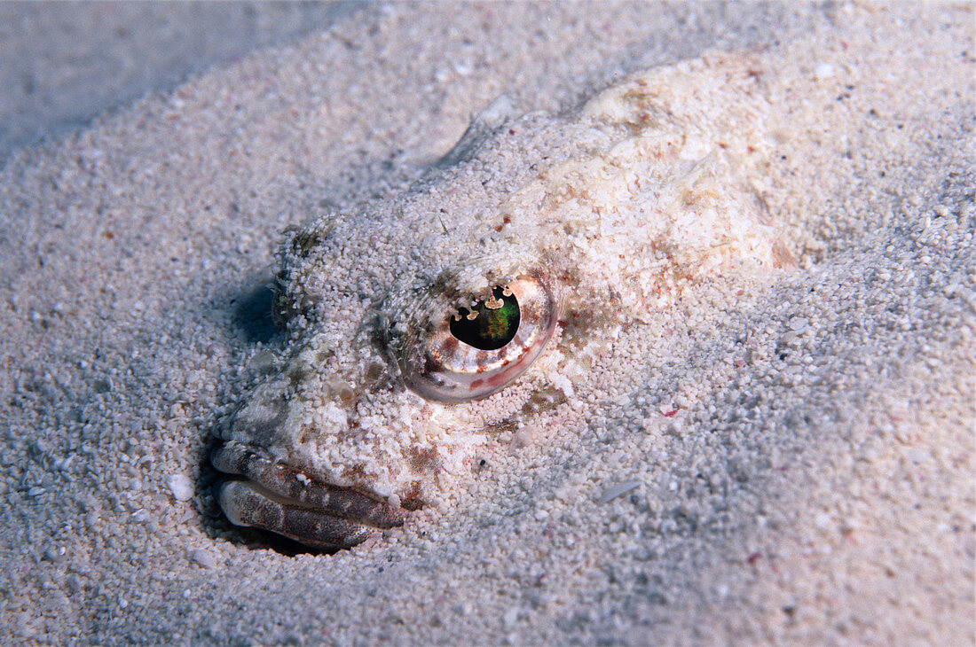 Scorpionfish