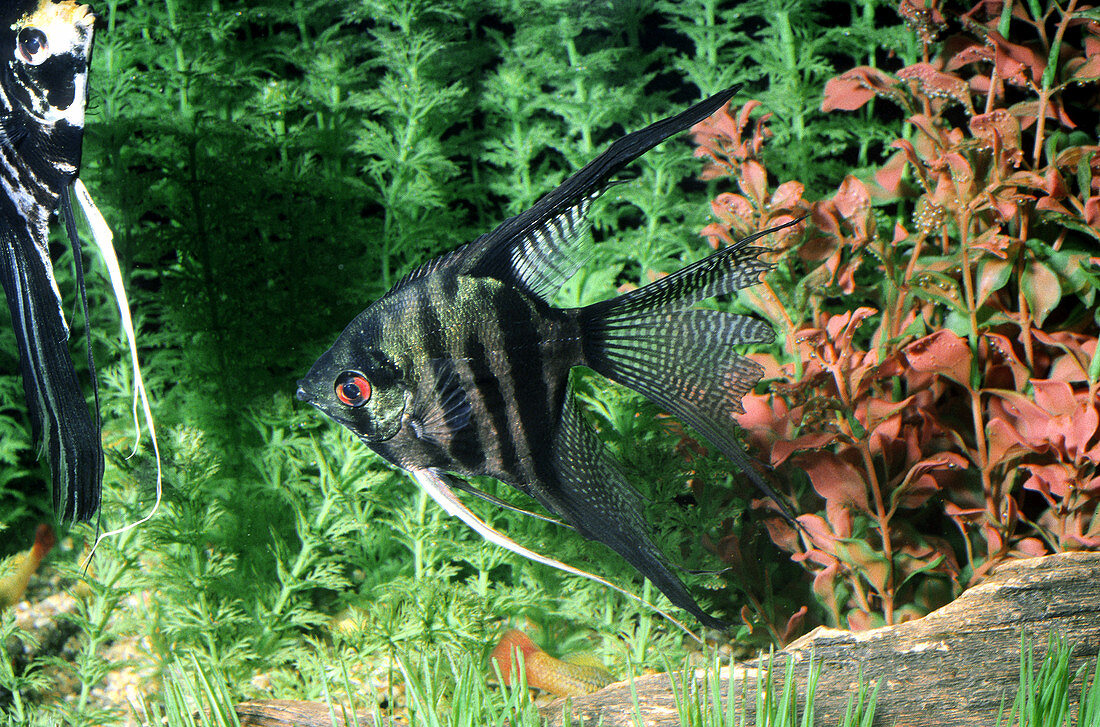 Black Angelfish