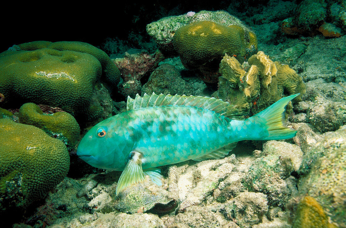 Stoplight parrotfish asleep