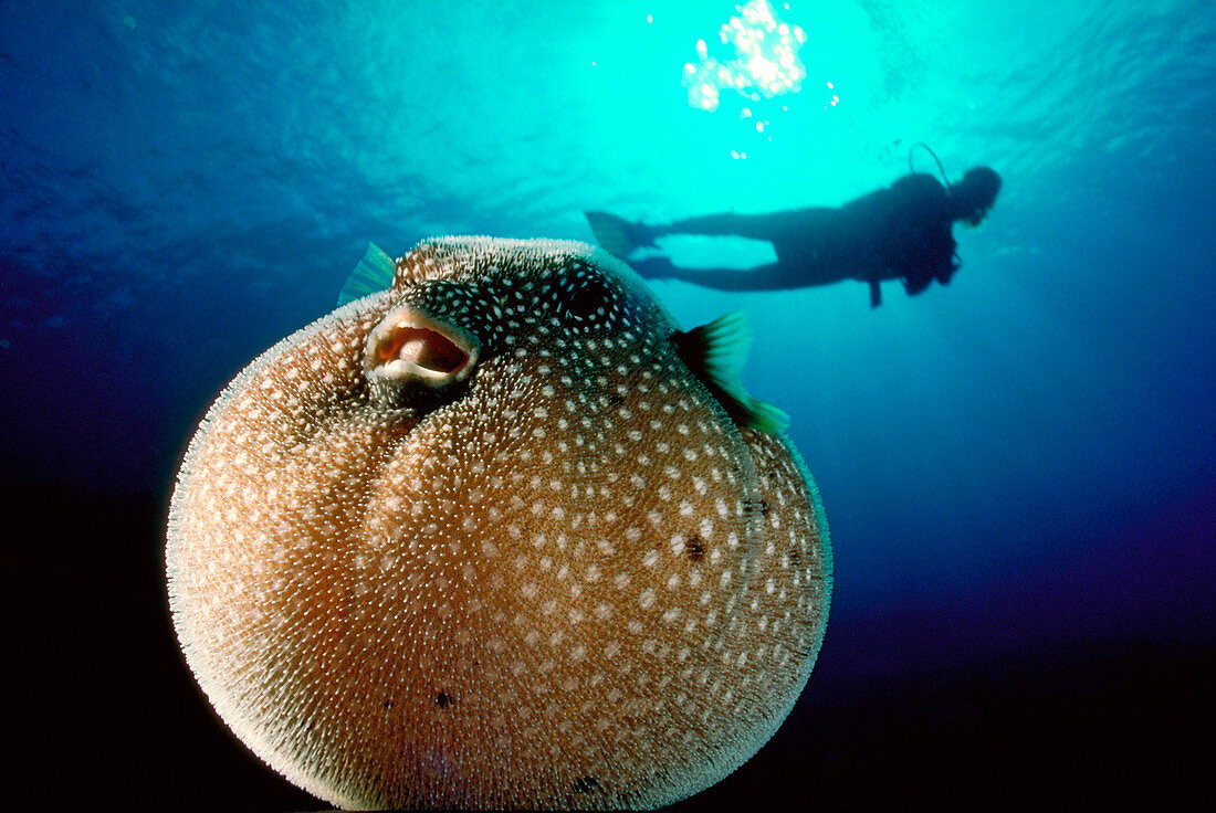 Pufferfish and diver