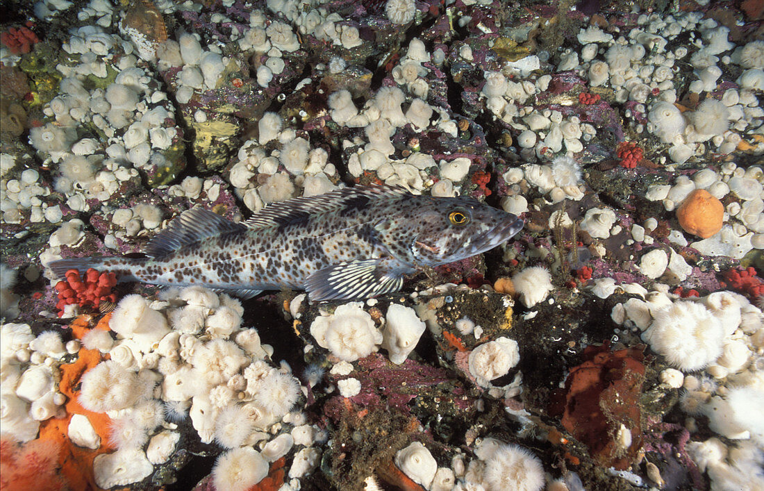 Ling Cod,Pacific Northwest