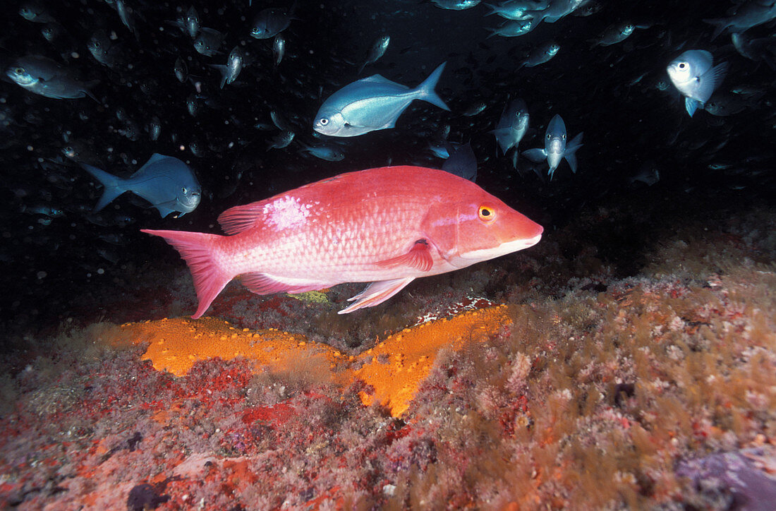 Red Pigfish Supermale