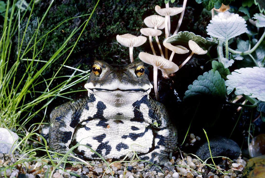 Japanese Toad