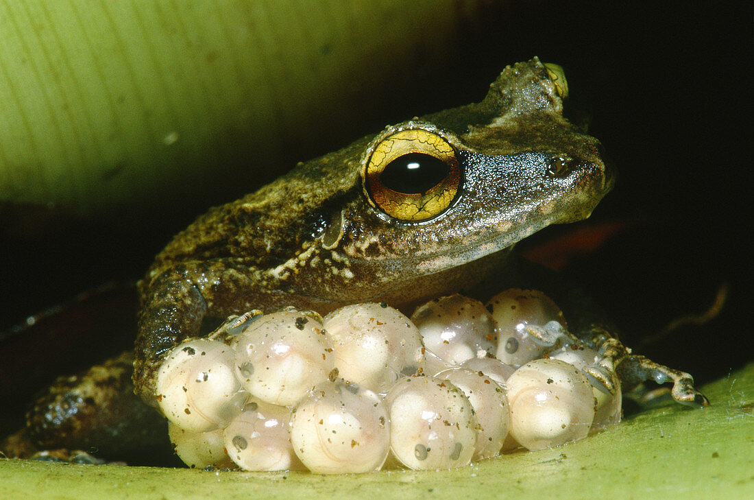 Frog guarding his eggs