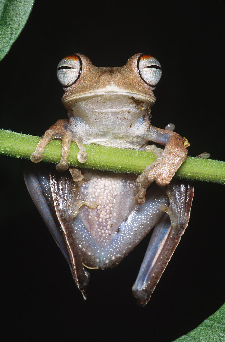 Blue-flanked Tree Frog