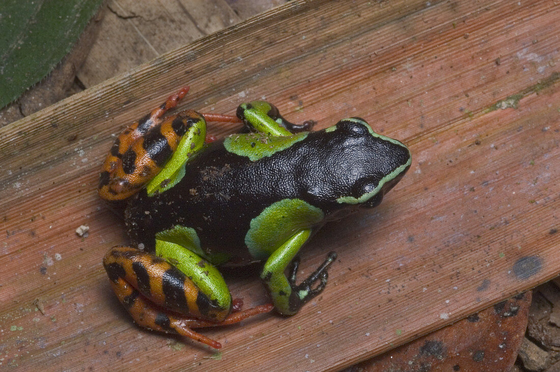 Painted Mantella frog