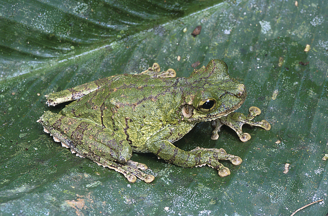 Amazon Fringe-limbed Frog