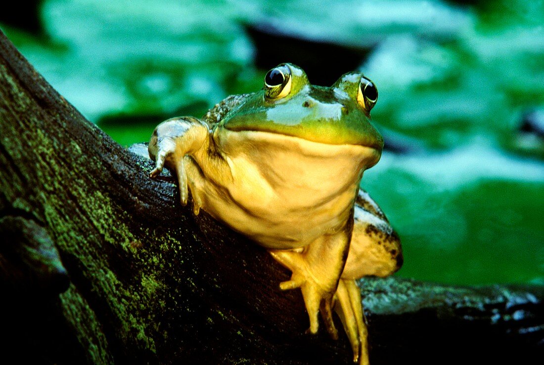 Bullfrog on a log