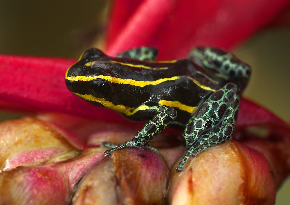 Amazonian poison frog