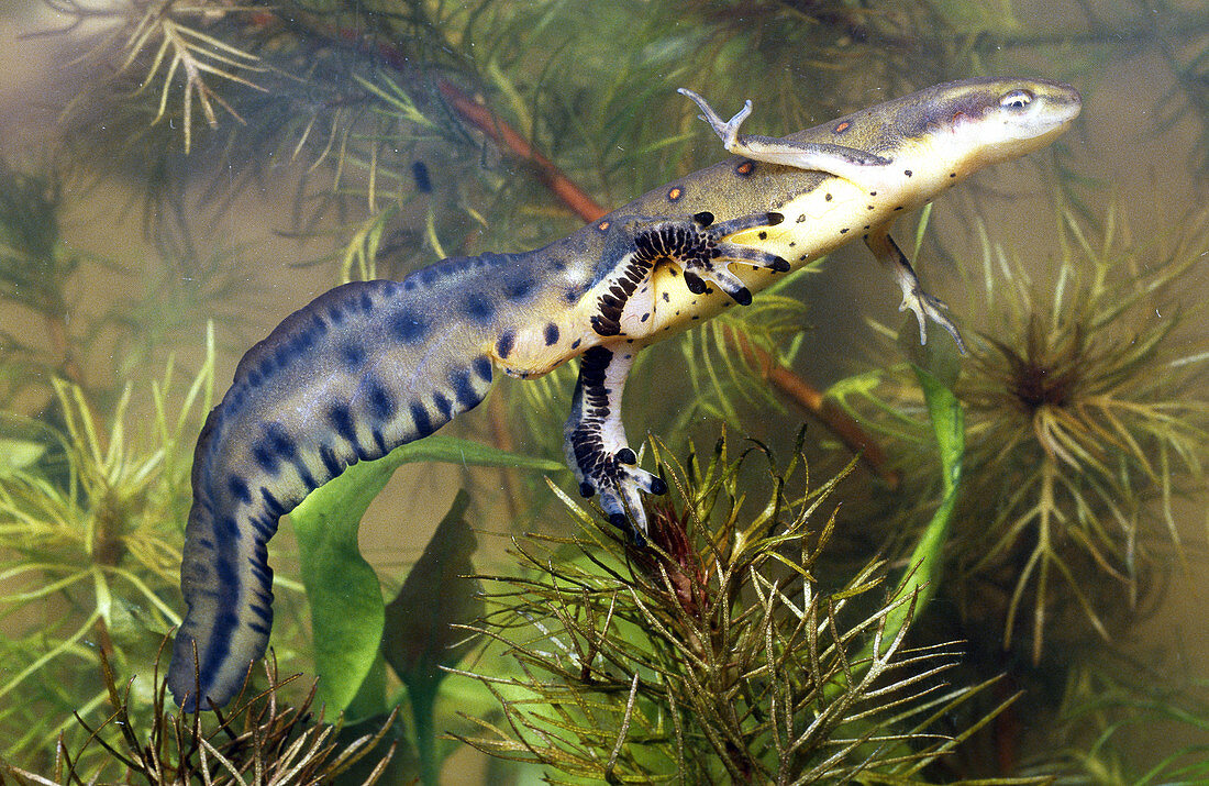 Red-Spotted Newt