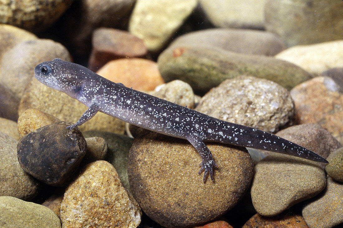Adult Barbours Salamander