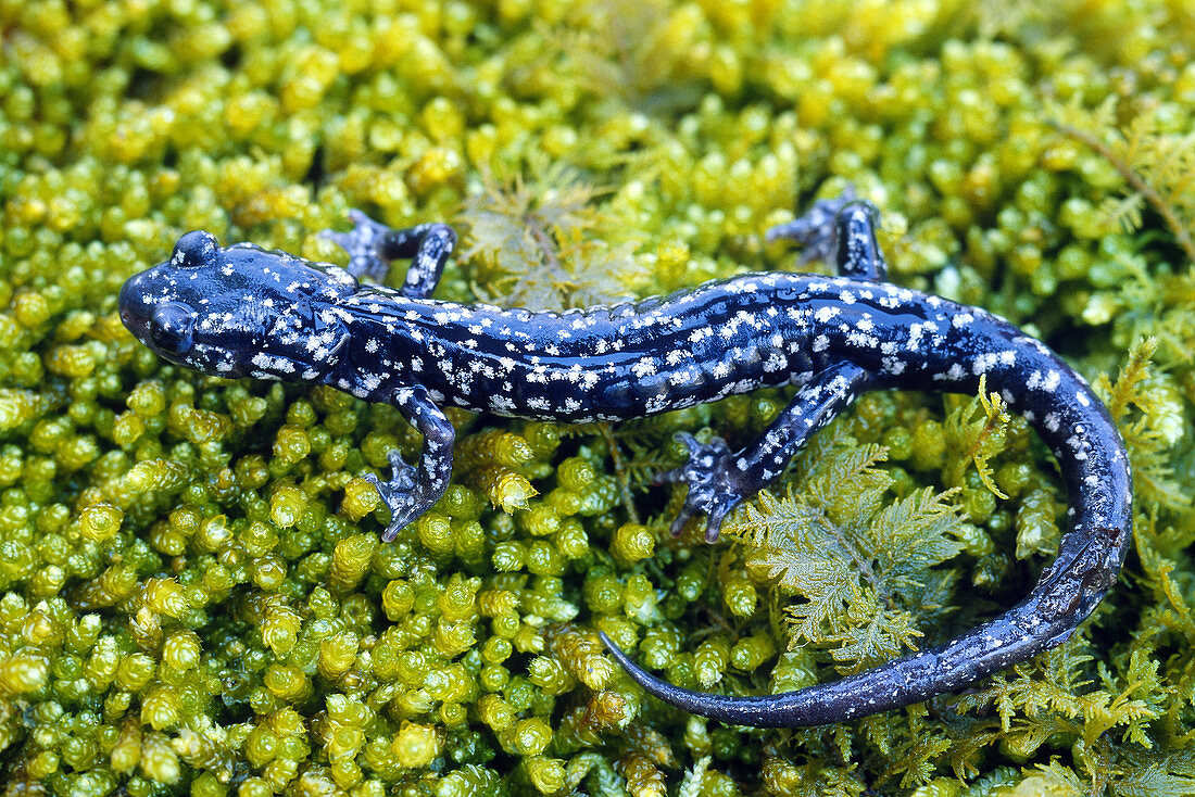 Kentucky Salamander