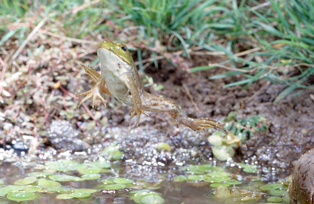 Bullfrog Leaping