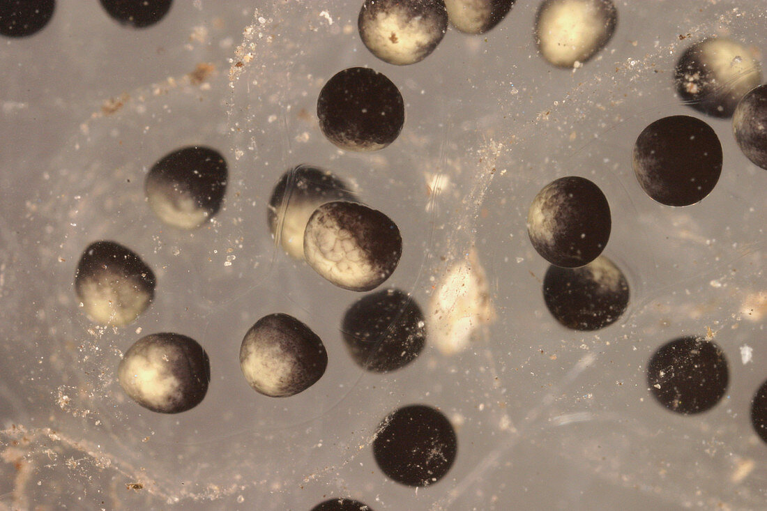 American Toad eggs