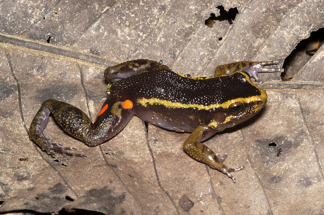 Painted Antnest Frog
