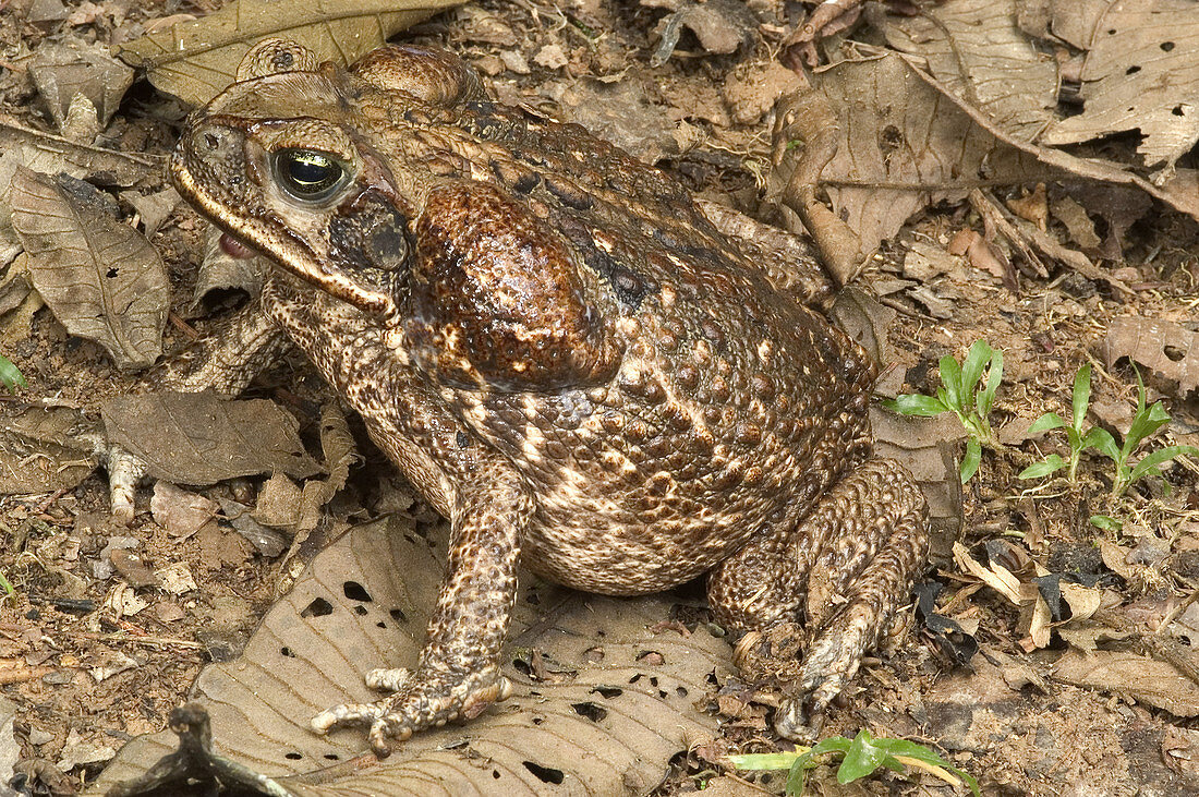 Marine Toad