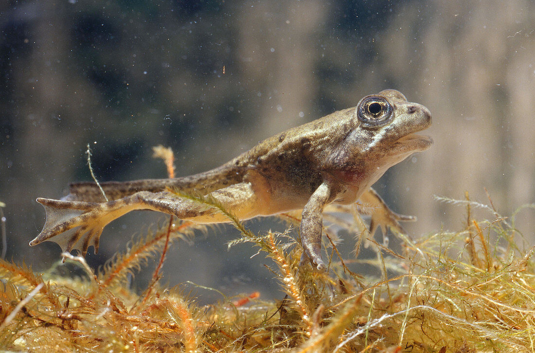 California Red-Legged Frog Tadpole