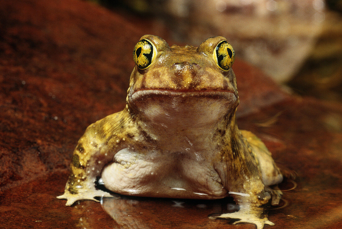 Couchs Spadefoot Toad