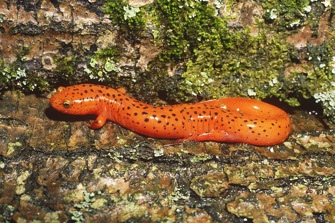 Adult Red Salamander