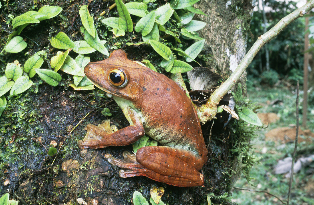 Amazonian Gladiator Tree Frog