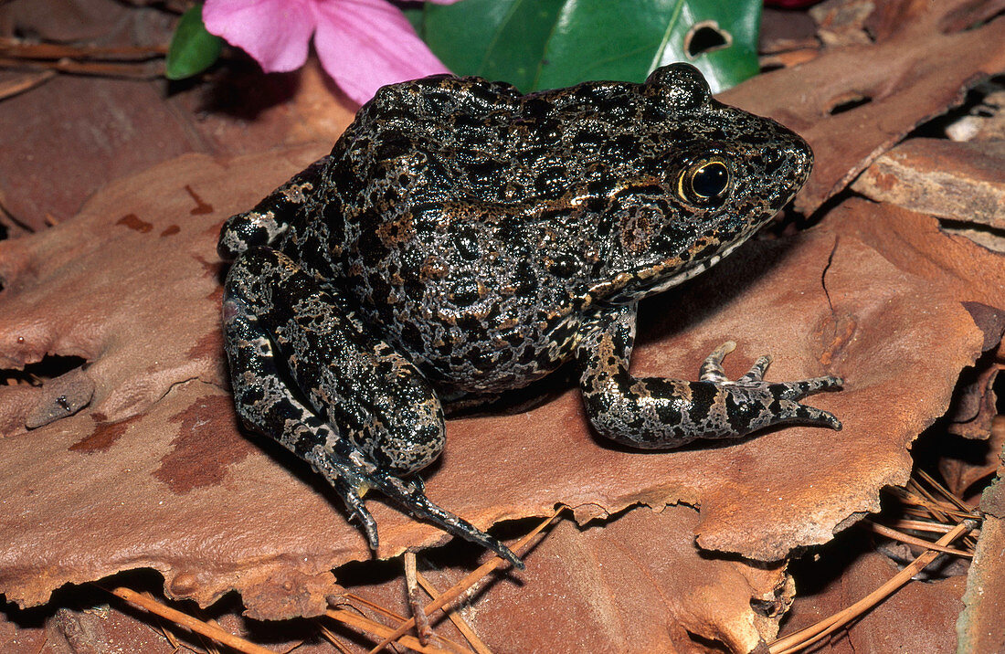 Mississippi Gopher Frog