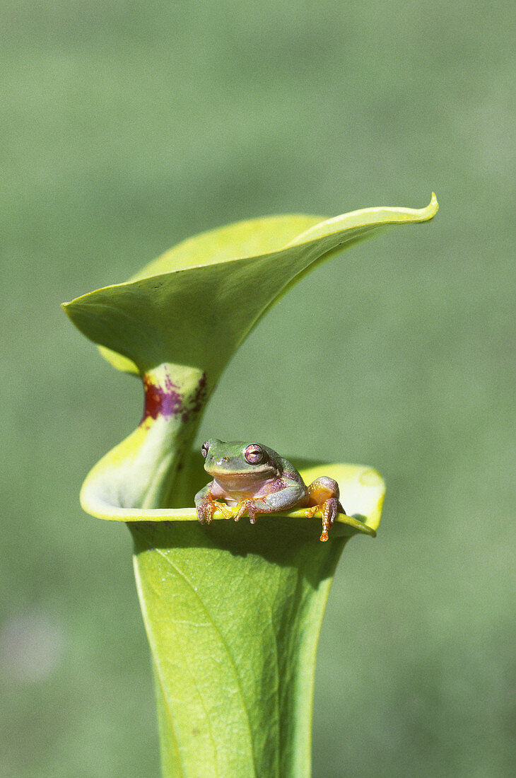 Barking Tree Frog on Pitcher Plant