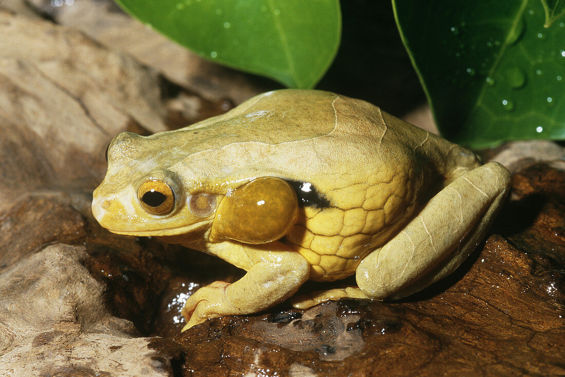 Surinam Golden-eyed Treefrog