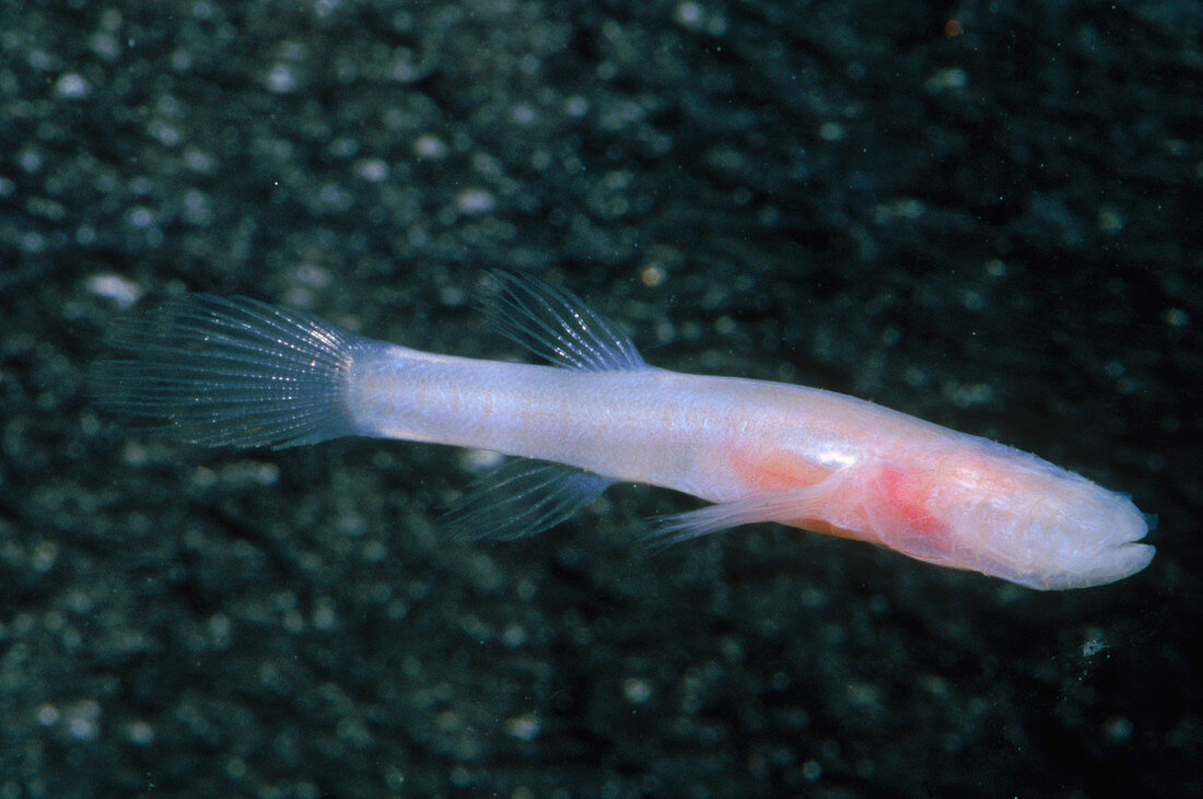 Southern Cavefish (Typhlicthys subterraneus)