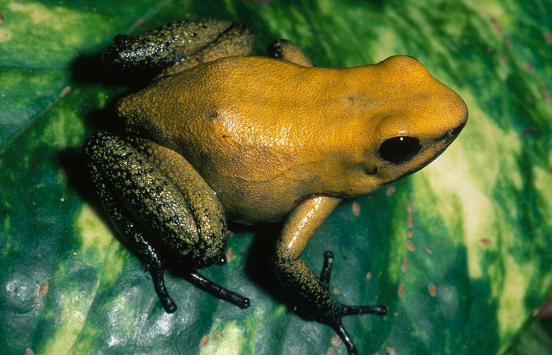 Terrible Poison Dart Frog