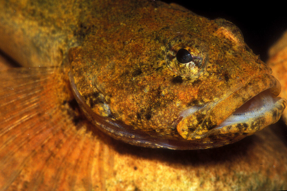 Banded Sculpin