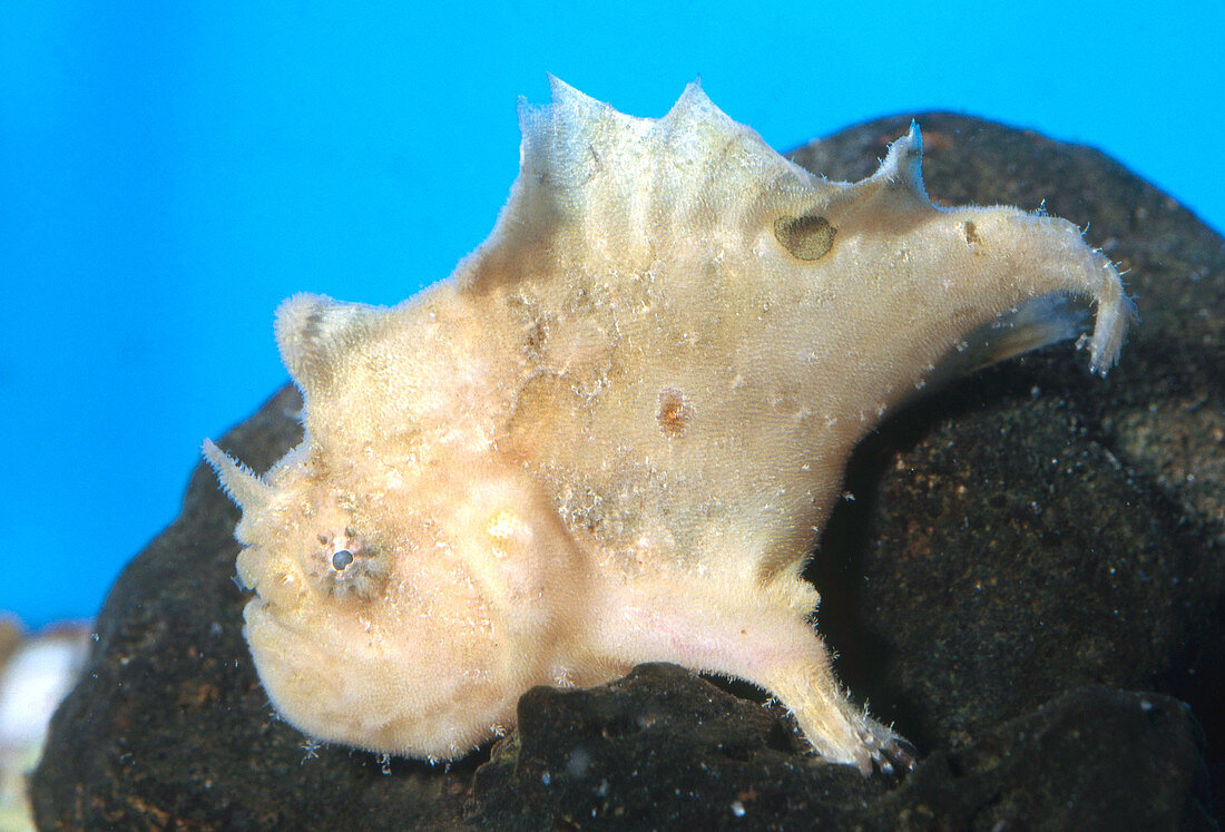 White-fingered Frogfish