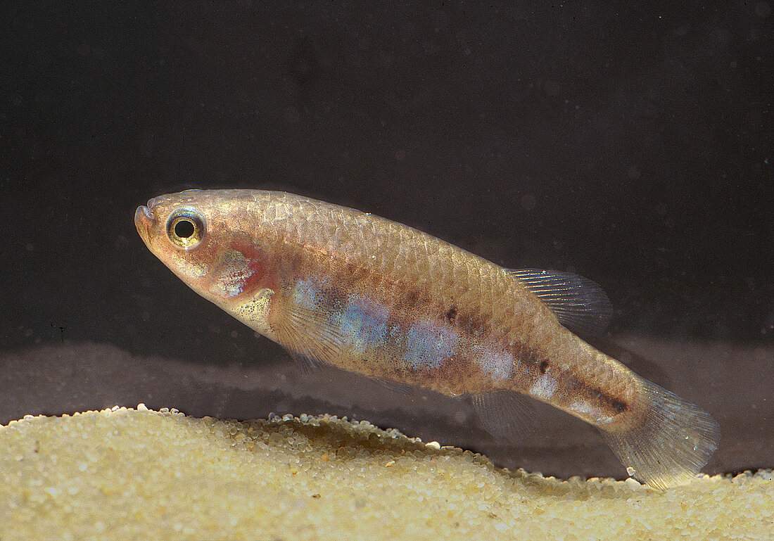 Female blackspot allotoca