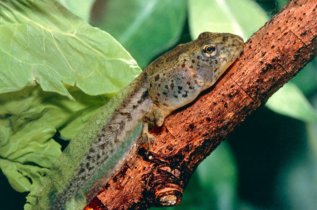 Leopard frog tadpole