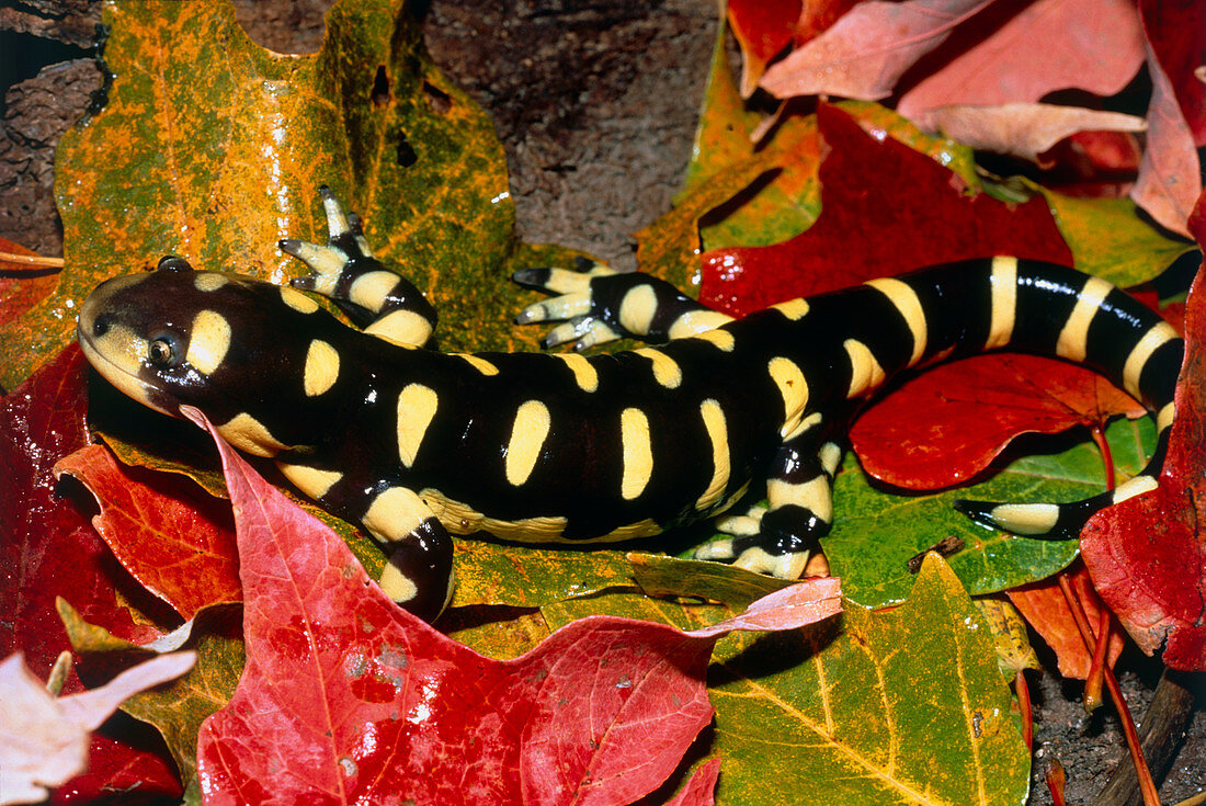 Barred tiger salamander