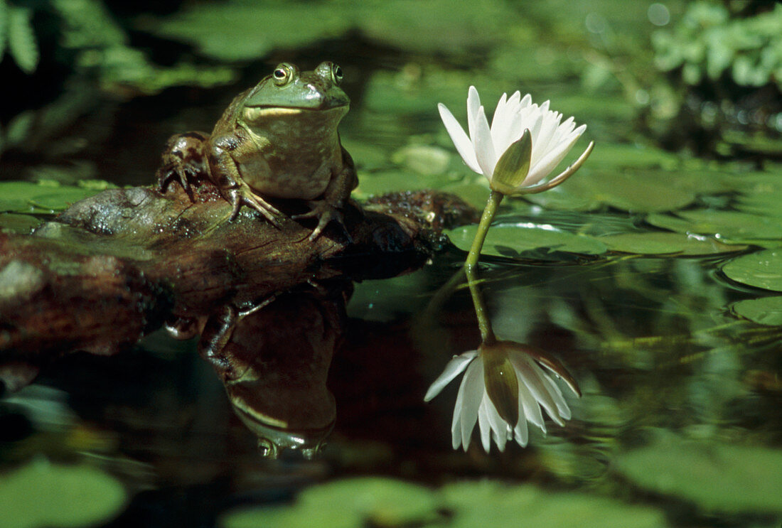 Bullfrog and a water lily