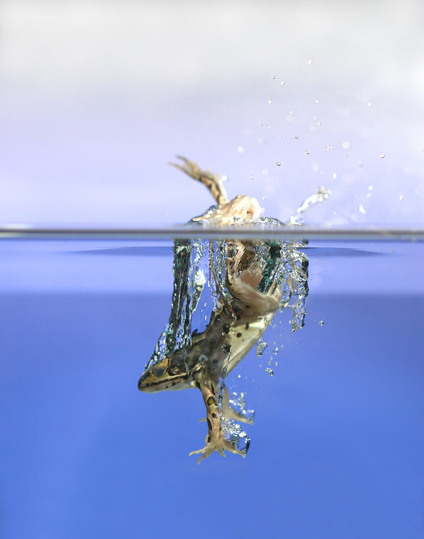 Frog jumps into water