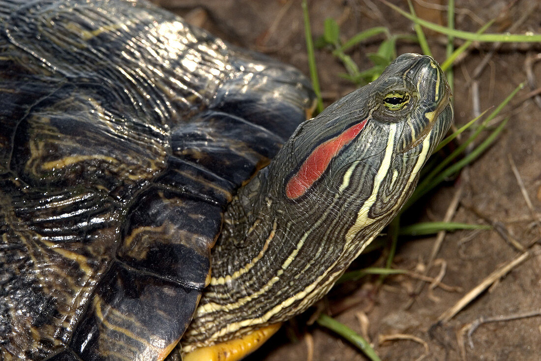 Red Eared Turtle
