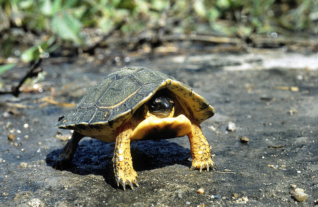 Furrowed Wood Turtle