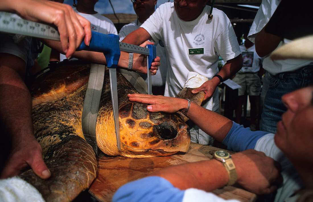 Loggerhead Turtle